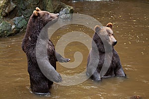 Kamchatka brown bear Ursus arctos beringianus photo