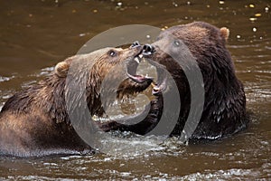 Kamchatka brown bear Ursus arctos beringianus photo