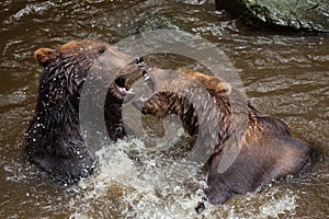 Kamchatka brown bear Ursus arctos beringianus photo