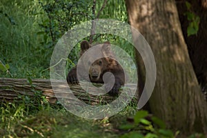 Kamchatka brown bear Ursus arctos beringianus photo