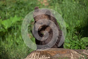 Kamchatka brown bear Ursus arctos beringianus photo