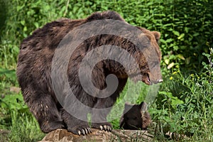 Kamchatka brown bear Ursus arctos beringianus photo