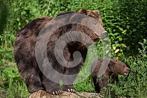 Kamchatka brown bear Ursus arctos beringianus photo