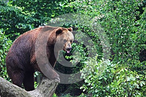 Kamchatka brown bear