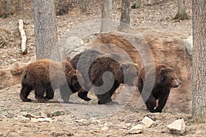 Kamchatka brown bears