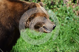 Kamchatka Brown Female Bear Focusing Portrait