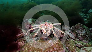 Kamchatka crab underwater on seabed of Barents Sea.