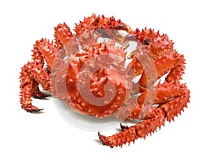 Kamchatka king crab isolated on white