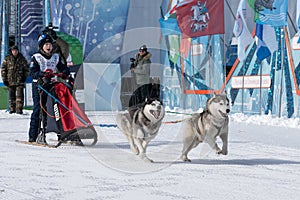 Kamchatka Peninsula Kids Competitions Dog Sled Racing Dyulin Beringia