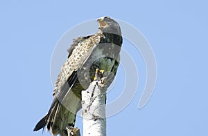 Kamchatkan rough-legged buzzard.