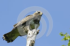 Kamchatkan rough-legged buzzard.