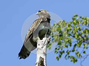 Kamchatkan rough-legged buzzard.