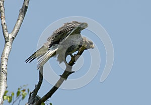 Kamchatkan rough-legged buzzard.