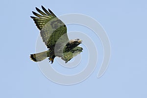 Kamchatkan rough-legged buzzard.
