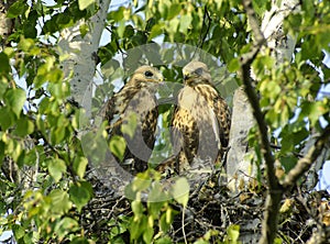 Kamchatkan rough-legged buzzard.