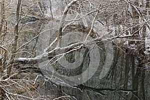 Kamchia River in winter