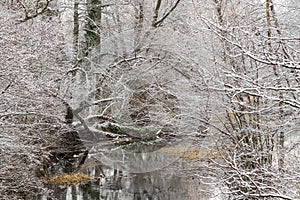 Kamchia River in winter