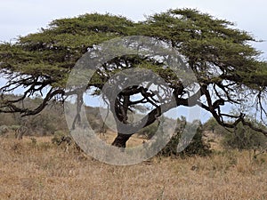 Kameeldoring boom in the Kruger National Park