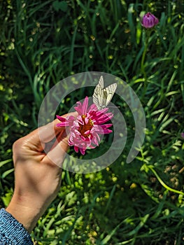 Kamen-na-Obi, Altai, Russia - May 24, 2020:   Pyrethrum flower or garden chamomile. Bright pink petals with a yellow core. The