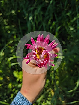 Kamen-na-Obi, Altai, Russia - May 24, 2020:   Pyrethrum flower or garden chamomile. Bright pink petals with a yellow core. The