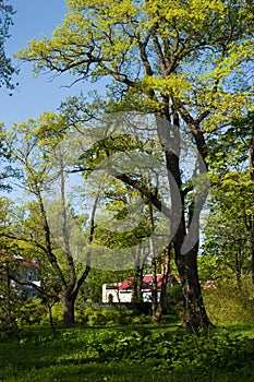Kamenny Island in spring