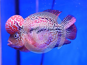 kamfa type louhan fish from Thailand in the aquarium