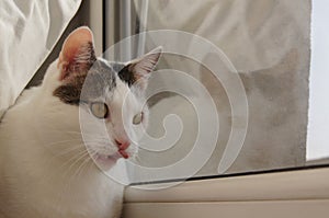 Kami the cat - window reflection