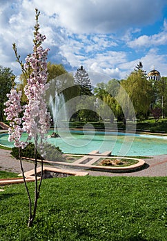 Kamianets-Podilskyi,  Khmelnytsky region, Ukraine. Beautiful spring city park with  blossoming sakura or cherry blossom tree near