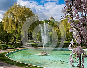 Kamianets-Podilskyi,  Khmelnytsky region, Ukraine. Beautiful spring city park with  blossoming sakura or cherry blossom tree near