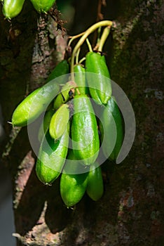 Kamias Fruit Clinging to a Tree in Southeast Asia