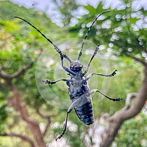 kamikiri mushi, or longhorn beetle, on window. Kanazawa, Japan photo
