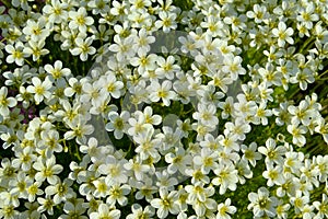 Kamnelomka turfy (Saxifraga cespitosa), background