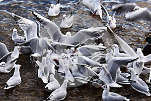 Fight for food, seagulls in winter photo