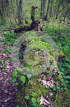 Kampinos Forest in Poland