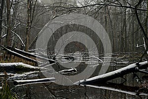 kampinos national park, near the village of truskaw, poland