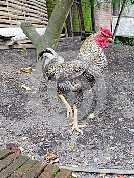 kampong chicken photo