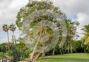 The Kampong, National Tropical Botanical Garden: Landscape with beautiful trees, greens and skies.