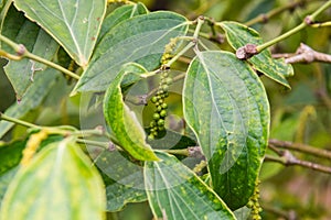 Kampot pepper grown and produced in Kampot Province