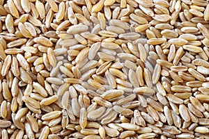 Kamut grain
