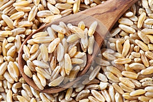 Kamut grain