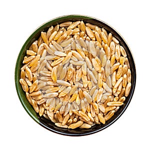 Kamut Khorasan wheat grains in round bowl isolated