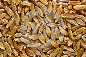 Kamut Khorasan wheat macro photo from above photo