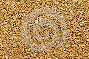 Kamut Khorasan wheat, surface and background photo