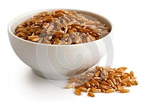 Kamut wheat kernels