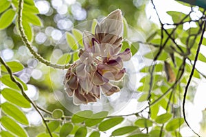 Kan Pai Mahidol flower. White and purple flower in Thailand.