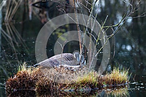 Kanadagans geduckt im Nest