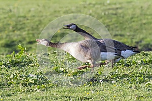 Canada goose-Hybride Branta canadagensis photo