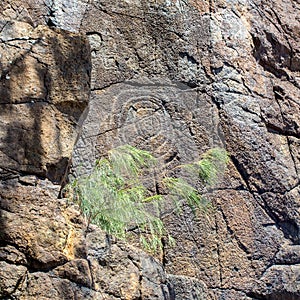 Kanak petroglyphs. Aboriginal art. Indigenous native people traditional customary ancient old rock carvings, New Caledonia. photo