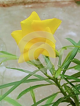 Kanare flower in yellow verity