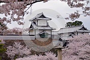 Kanazawa Castle through Cherry Blossoms - Kanazawa, Japan